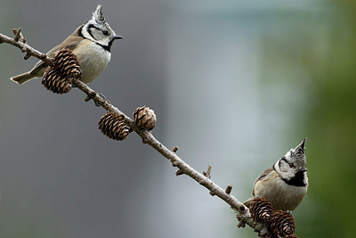 BUITEN BEELD Foto: 276525