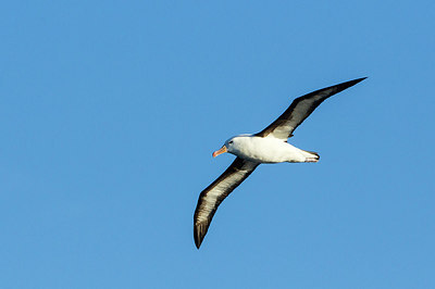 BUITEN BEELD Foto: 276534