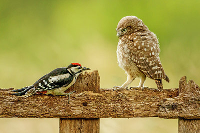 BUITEN BEELD Foto: 276545