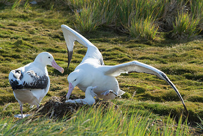 BUITEN BEELD Foto: 276549