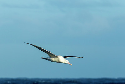 BUITEN BEELD Foto: 276557