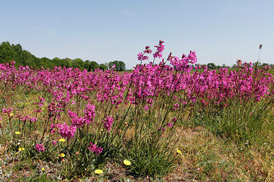 BUITEN BEELD Foto: 276574