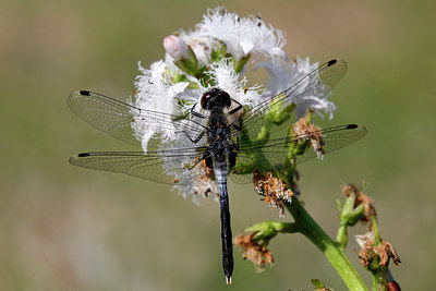 BUITEN BEELD Foto: 276576