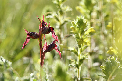BUITEN BEELD Foto: 276583