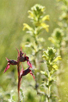 BUITEN BEELD Foto: 276584