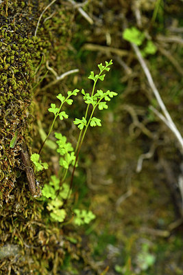 BUITEN BEELD Foto: 276589