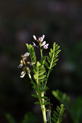 BUITEN BEELD Foto: 276648