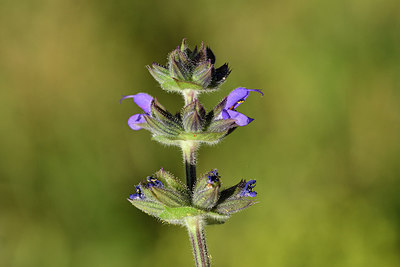 BUITEN BEELD Foto: 276653