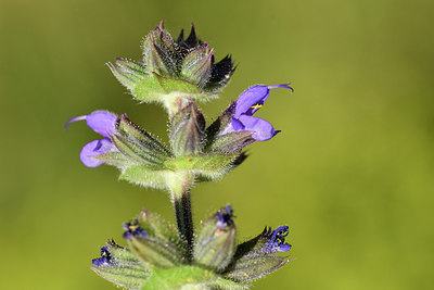 BUITEN BEELD Foto: 276654
