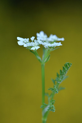 BUITEN BEELD Foto: 276659