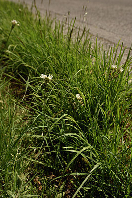 BUITEN BEELD Foto: 276669