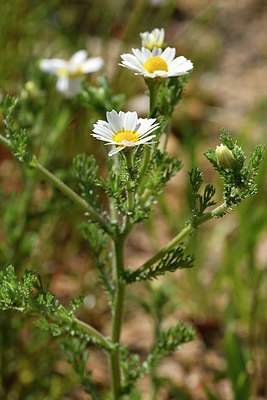 BUITEN BEELD Foto: 276670
