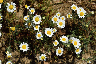 BUITEN BEELD Foto: 276672