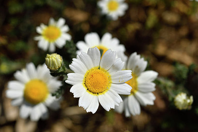 BUITEN BEELD Foto: 276673