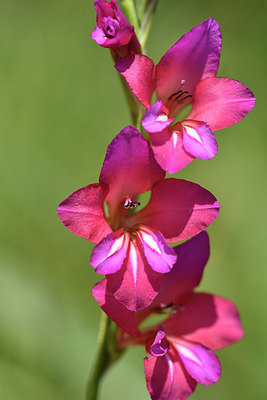 BUITEN BEELD Foto: 276685
