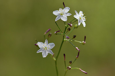 BUITEN BEELD Foto: 276687
