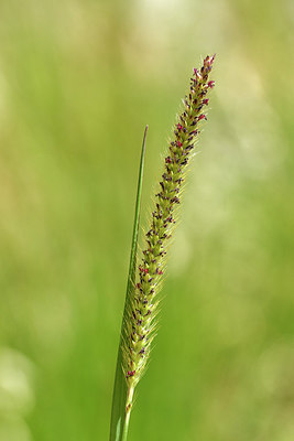 BUITEN BEELD Foto: 276695