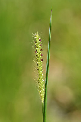 BUITEN BEELD Foto: 276697