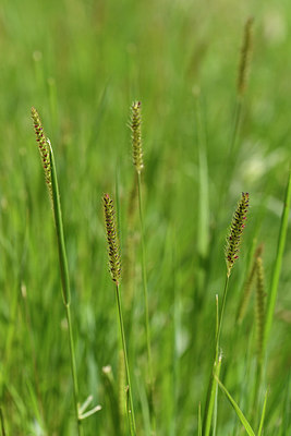 BUITEN BEELD Foto: 276701