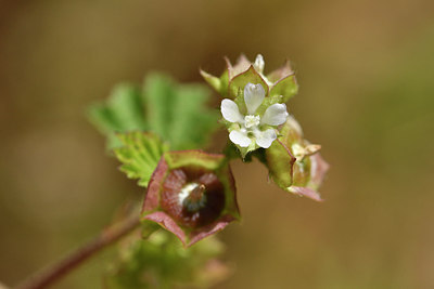 BUITEN BEELD Foto: 276702