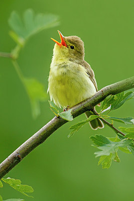 BUITEN BEELD Foto: 276707