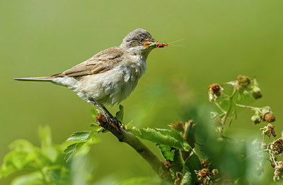 BUITEN BEELD Foto: 276712