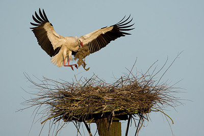 BUITEN BEELD Foto: 276719