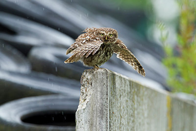 BUITEN BEELD Foto: 276777