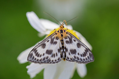 BUITEN BEELD Foto: 276791