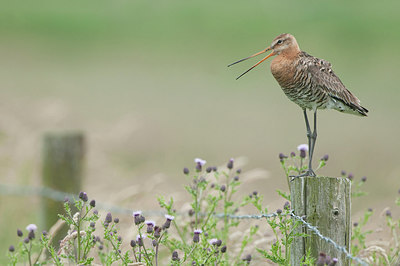 BUITEN BEELD Foto: 276804