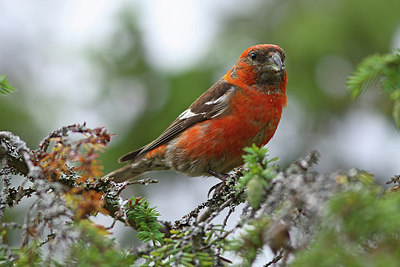 BUITEN BEELD Foto: 276806