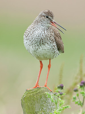 BUITEN BEELD Foto: 276834