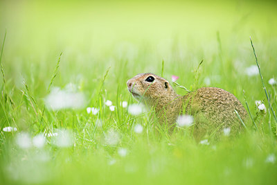 BUITEN BEELD Foto: 276841