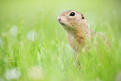 BUITEN BEELD Foto: 276842