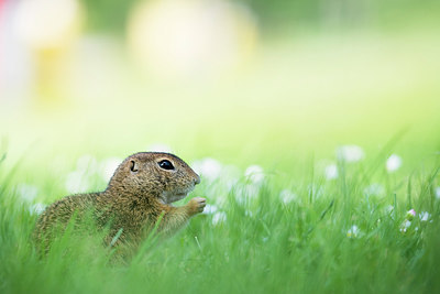 BUITEN BEELD Foto: 276846