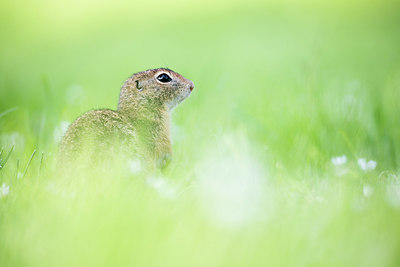 BUITEN BEELD Foto: 276847