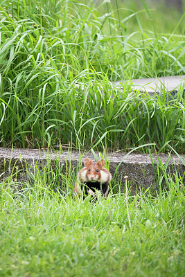 BUITEN BEELD Foto: 276849