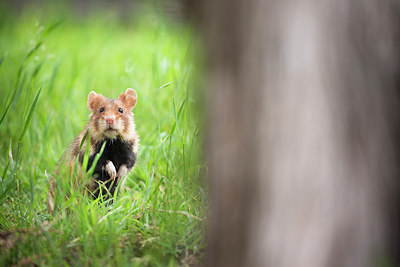 BUITEN BEELD Foto: 276852