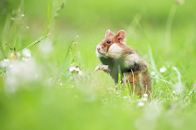 BUITEN BEELD Foto: 276858