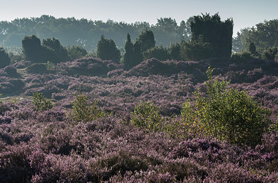 BUITEN BEELD Foto: 276878