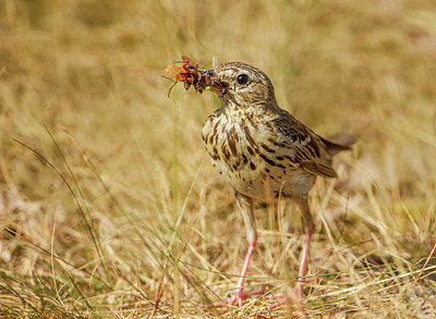 BUITEN BEELD Foto: 276897