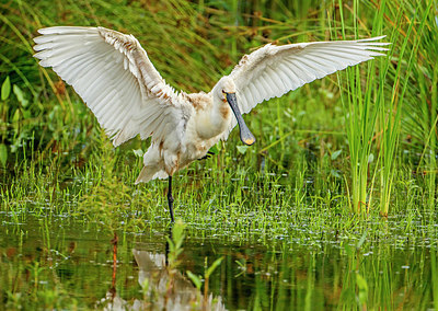 BUITEN BEELD Foto: 276902