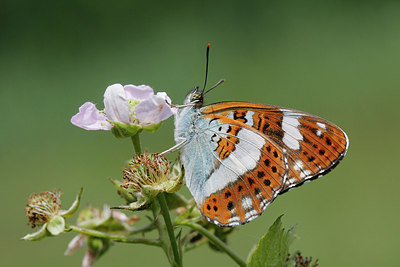 BUITEN BEELD Foto: 276944