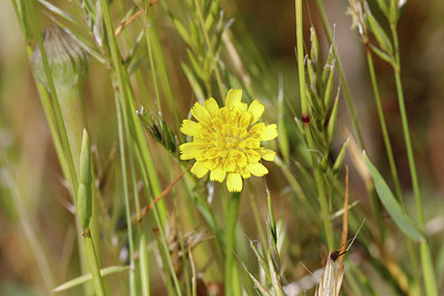 BUITEN BEELD Foto: 276945