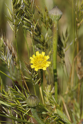 BUITEN BEELD Foto: 276950