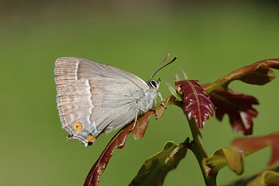 BUITEN BEELD Foto: 276953