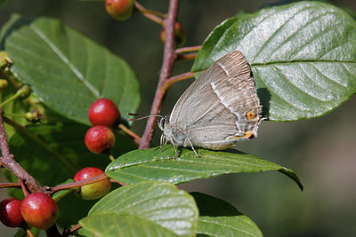 BUITEN BEELD Foto: 276954