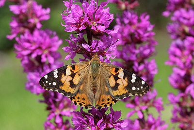 BUITEN BEELD Foto: 276956