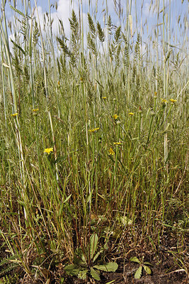 BUITEN BEELD Foto: 276957