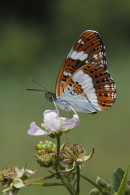 BUITEN BEELD Foto: 276959